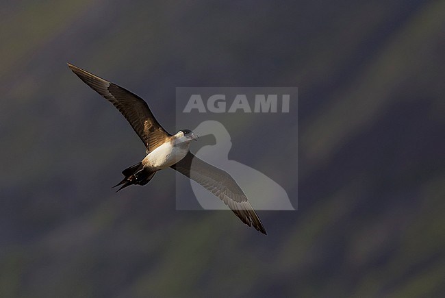 Arctic Skua (Stercorarius parasiticus) Norway July 2004 stock-image by Agami/Markus Varesvuo,