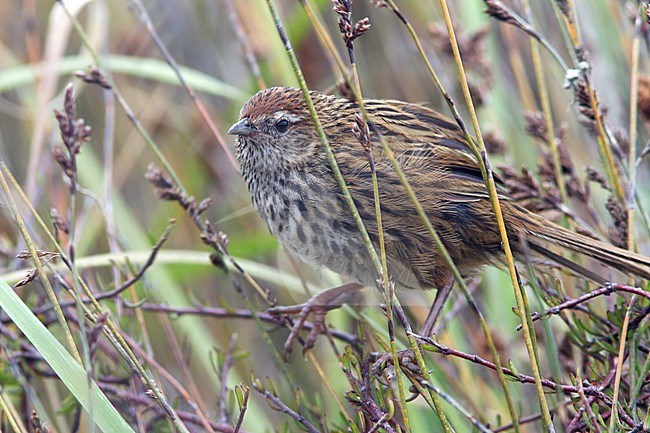 The Fernbird is an endemic bird of New Zealand. stock-image by Agami/Jacob Garvelink,