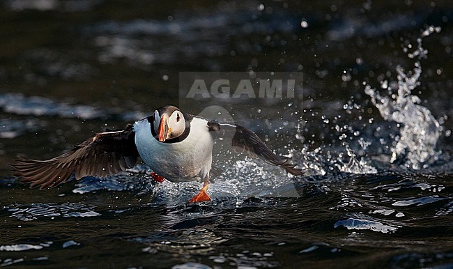 Atlantic Puffin (Fratercula arctica) taking off from the sea off the Shetland islands, UK. stock-image by Agami/Markus Varesvuo,