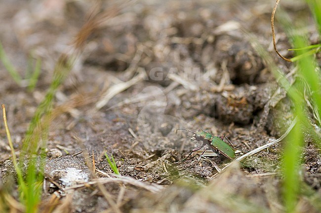 Cicindela campestris - Green tiger beetle - Feld-Sandlaufkäfer, Germany, imago stock-image by Agami/Ralph Martin,