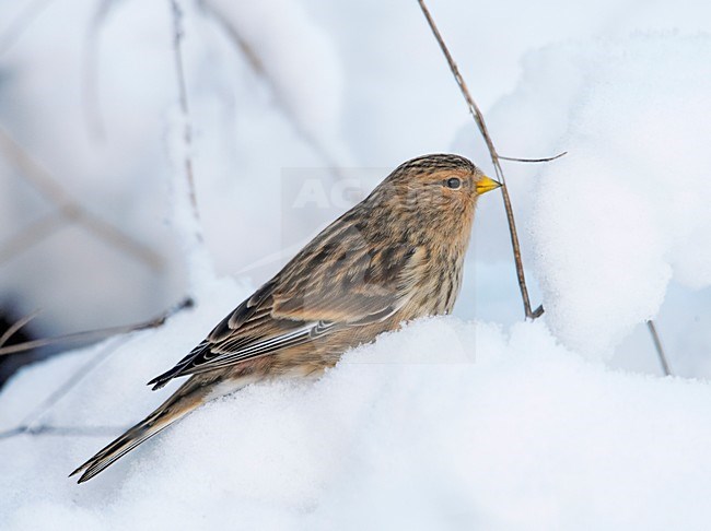 Frater in de sneeuw; Twite in snow stock-image by Agami/Markus Varesvuo,