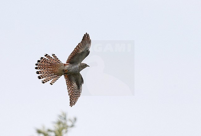 Common Cuckoo, Cuculus canorus, female rufous morph in flight, Tryggevælde, Denmark stock-image by Agami/Helge Sorensen,
