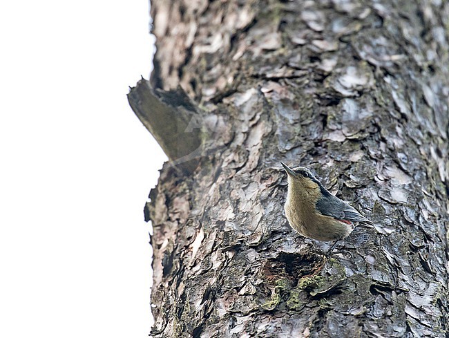 Chestnut-vented Nuthatch (Sitta nagaensis) in Lijiang, China. stock-image by Agami/Pete Morris,