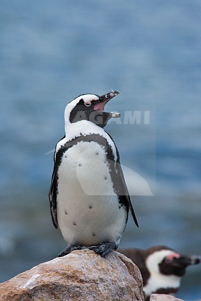 ZwartvoetpinguÃ¯n, Jackass Penguin stock-image by Agami/Wil Leurs,