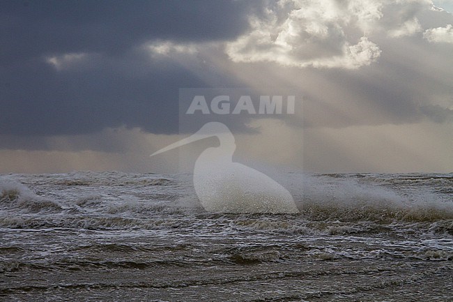 Sunset over storm north sea with big waves and breaking surf stock-image by Agami/Menno van Duijn,