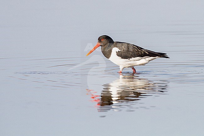Adult Oystercatcher, Haematopus ostralegus, feeding on submerged bulb field catching worms stock-image by Agami/Menno van Duijn,