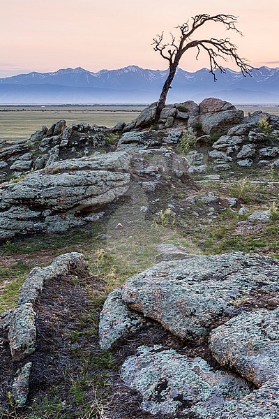 Landscape of the Barguzin valley, Buryatia in Russia. Lone tree. stock-image by Agami/Ralph Martin,