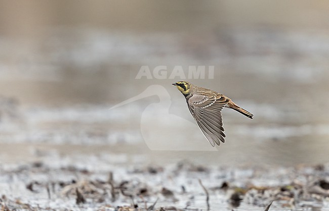 Horned Lark (Eremophila alpestris ssp.flava) in flight at a beach in Vedbæk, Denmark stock-image by Agami/Helge Sorensen,