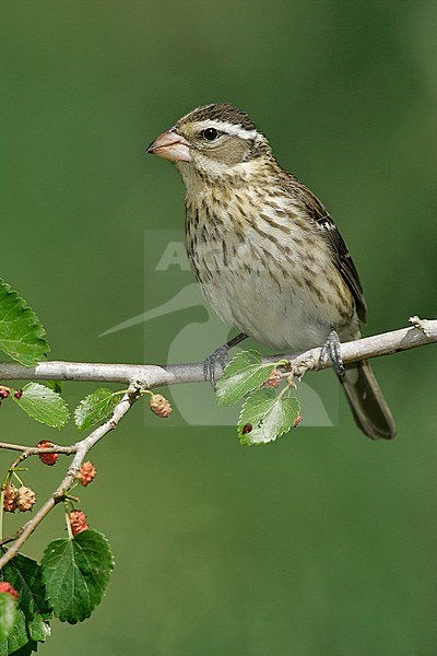 Vrouwtje Roodborstkardinaal, Female Rose-breasted Grosbeak stock-image by Agami/Brian E Small,