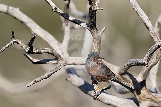 Dartford Warbler (Sylvia undata ssp. undata), France, adult male perched between twigs stock-image by Agami/Ralph Martin,