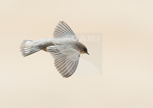 Vale Rotszwaluw in de vlucht; Pale Crag Martin in flight stock-image by Agami/Markus Varesvuo,