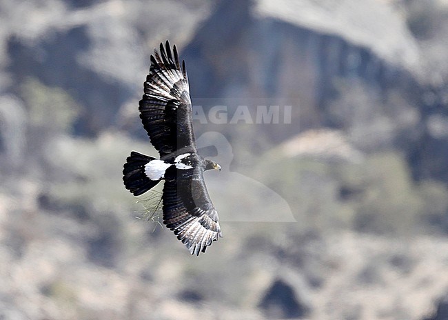 Verreaux's Eagle (Aquila verreauxii) adult in flight stock-image by Agami/Dick Forsman,