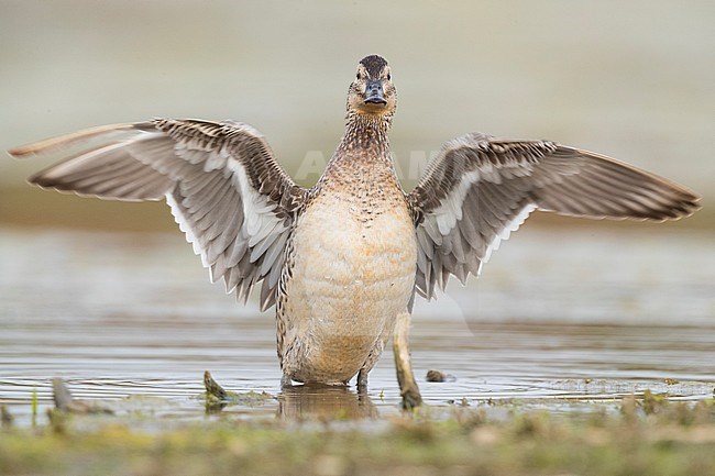 Garganey (Anas querquedula), adult female spreading its wings stock-image by Agami/Saverio Gatto,