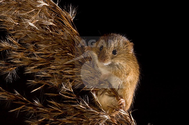 Dwergmuis in rietpluim; Harvest Mouse in reed stem stock-image by Agami/Theo Douma,