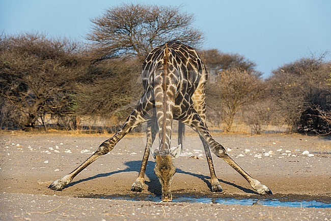 A southern giraffe, Giraffa camelopardalis, drinking. Kalahari, Botswana stock-image by Agami/Sergio Pitamitz,
