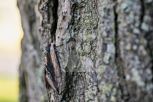Sphinx ligustri - Privet hawk moth - Ligusterschwärmer, Germany (Baden-Württemberg), imago stock-image by Agami/Ralph Martin,
