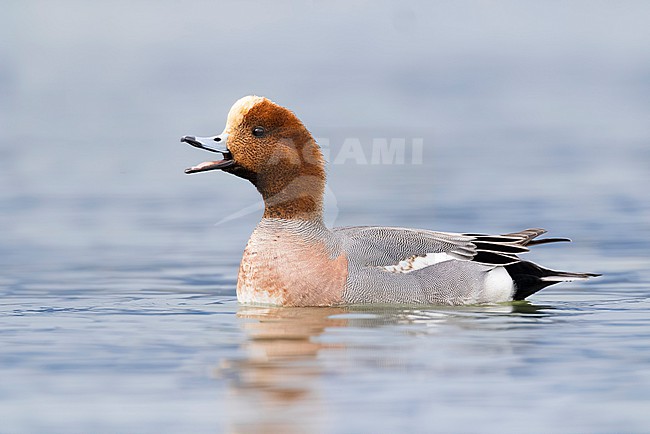 Male Eurasian Wigeon, Mareca penelope, in Italy. stock-image by Agami/Daniele Occhiato,