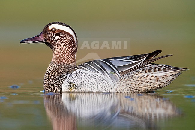 Garganey (Anas querquedula), side view of a drake swimming in a pond stock-image by Agami/Saverio Gatto,