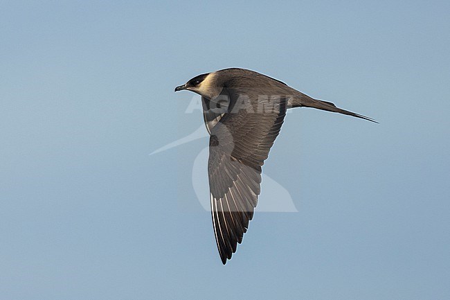Parasitic Jaeger (Stercorarius parasiticus), side view of a light morph adult in flight, Southern Region, Iceland stock-image by Agami/Saverio Gatto,