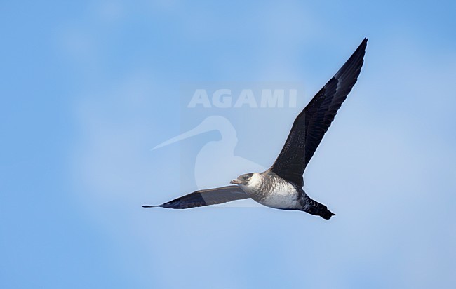 Middelste Jager, Pomarine Skua, Stercorarius pomarinus stock-image by Agami/Mike Danzenbaker,
