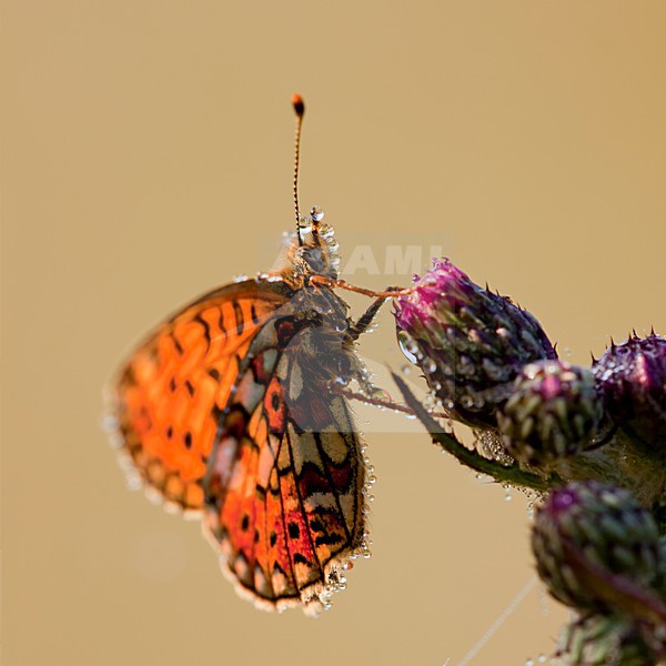 Zilveren Maan, Small Pearl-bordered Fritillary stock-image by Agami/Theo Douma,