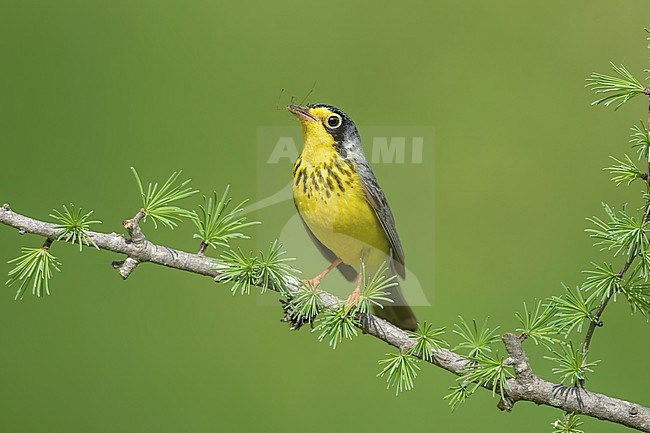 Adult male Canada Warbler, Cardellina canadensis
St. Louis Co., MN stock-image by Agami/Brian E Small,