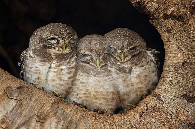 Spotted Owlet (Athene brama) 3 chicks sitting together in nest hole in a tree at Kanha National Park, India stock-image by Agami/Helge Sorensen,