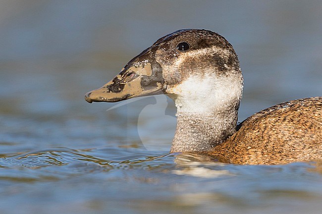 Closeup of a 1st winter female White-headed Duck (Oxyura leucocephala) swimming on a lake in a nature reserve in southern Spain. stock-image by Agami/Ralph Martin,