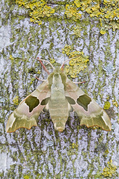 Lime Hawkmoth, Lindepijlstaart, Mimas tiliae male stock-image by Agami/Menno van Duijn,