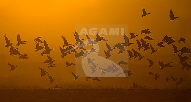 Groep Kleine Rietganzen in vlucht; Pink-footed Geese in flight  (Anser brachyrhynchus) stock-image by Agami/Danny Green,