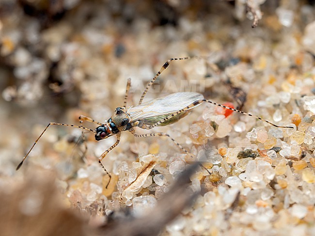 Imago of Gampsocoris punctipes stock-image by Agami/Arnold Meijer,
