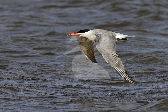 Caspian Tern (Hydroprogne caspia) in adult summer plumage in flight. stock-image by Agami/David Monticelli,