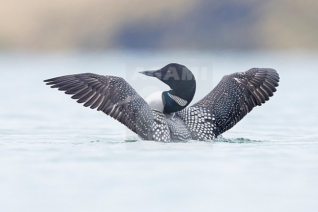 Great Northern Loon (Gavia immer), adult speading its wings, Northeastern Region, Iceland stock-image by Agami/Saverio Gatto,