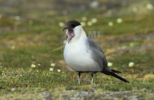  stock-image by Agami/Rob Riemer,