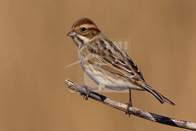 Vrouwtje Rietgors; Female Reed Bunting stock-image by Agami/Daniele Occhiato,