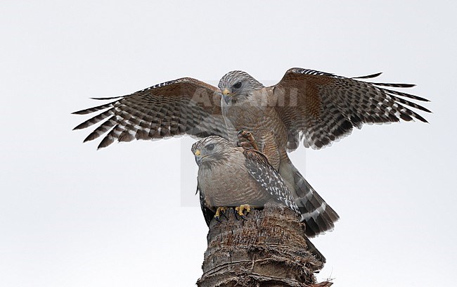 Red-shouldered Hawk (Buteo lineatus extimus) two adults mating on top of a palm tree in Everglades NP, Florida, USA stock-image by Agami/Helge Sorensen,