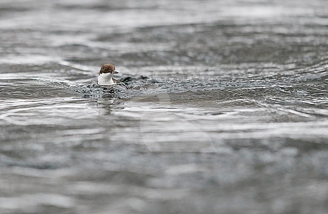 Dipper (Cinclus cinclus) Kuusamo, Finland January 2018 stock-image by Agami/Markus Varesvuo,