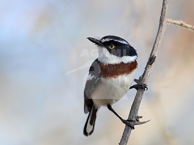 Western Black-headed Batis, Batis erlangeri, in Ethiopia. stock-image by Agami/Laurens Steijn,