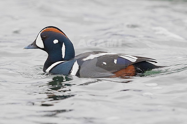 Harlequin Duck (Histrionicus histrionicus), adult male swimming in a river stock-image by Agami/Saverio Gatto,