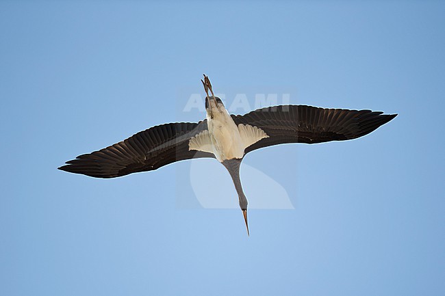 1st calendar year or juvenile Black Stork (Ciconia nigra) in fllight from below, found in Saxony in Germany stock-image by Agami/Mathias Putze,