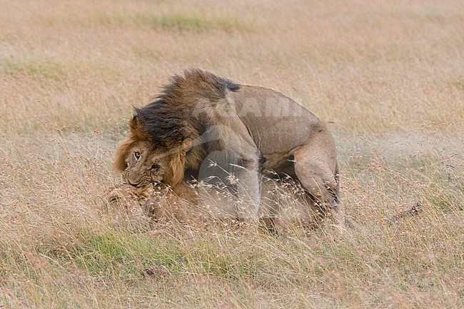 Lions mating, Panthera leo, Masai Mara, Kenya. Kenya. stock-image by Agami/Sergio Pitamitz,