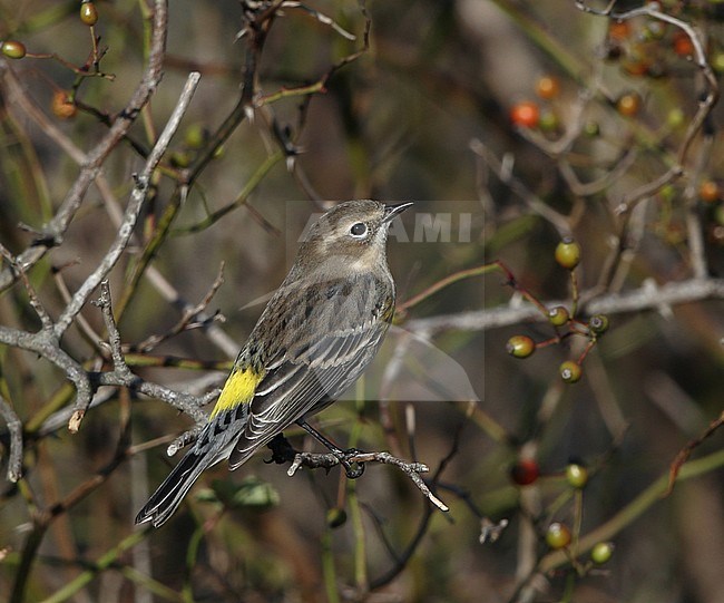 Myrtle Warbler (Setophaga coronata) during autumn migration at Cape May, New Jersey in USA. stock-image by Agami/Helge Sorensen,