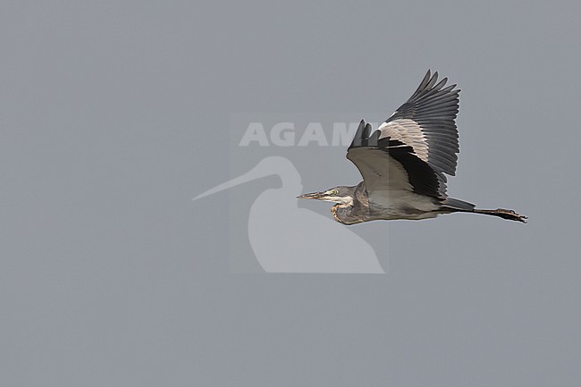 immature black-headed heron (Ardea melanocephala) found at lake Albert in Uganda stock-image by Agami/Mathias Putze,
