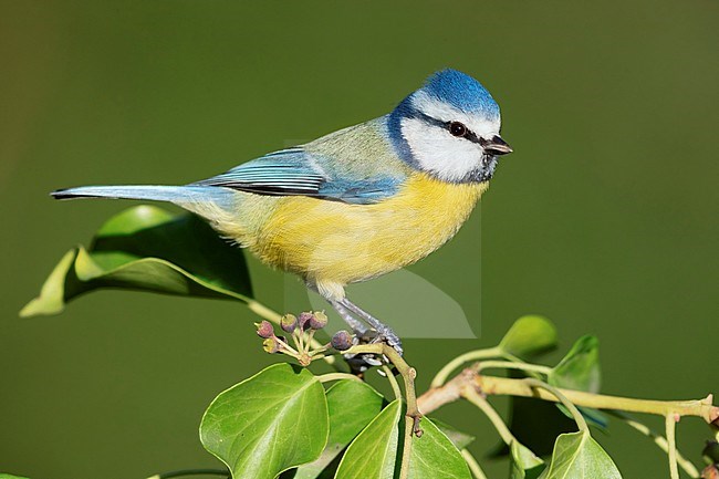 Blue Tit (Cyanistes caeruleus), side view of an adult male perched on a Common Ivy branch in Campania (Italy) stock-image by Agami/Saverio Gatto,