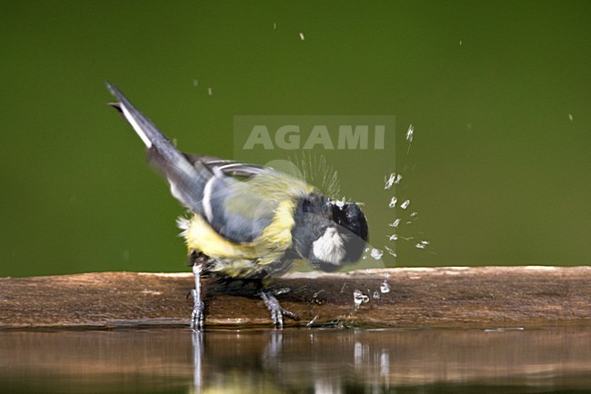 Koolmees wassend; Great Tit bading stock-image by Agami/Marc Guyt,