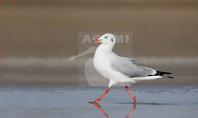 Brown-headed Gull (Chroicocephalus brunnicephalus) in North-West India. Adult in non-breeding plumage. stock-image by Agami/Josh Jones,