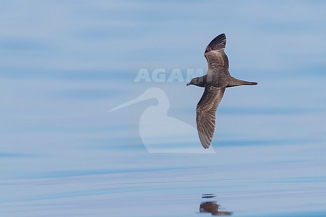 Jouanin's Petrel (Bulweria fallax), top virew of an individual in flight over the sea in Oman stock-image by Agami/Saverio Gatto,