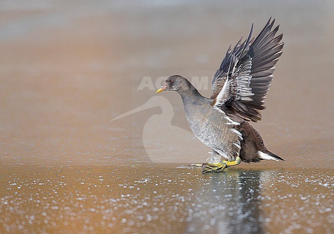 Common Moorhen, Gallinula chloropus, during winter at Katwijk, Netherlands. Immature walking on ice. stock-image by Agami/Marc Guyt,