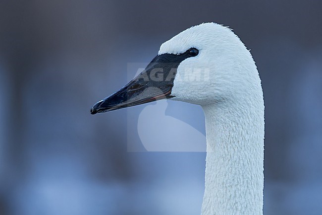 Trumpeter Swan (Cygnus buccinator) in a snow covered pond in Minnesota stock-image by Agami/Dubi Shapiro,