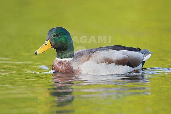Mallard duck  (Anas platyrhynchos) on a pond in Victoria, BC, Canada. stock-image by Agami/Glenn Bartley,